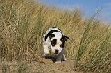 STAFFIE 291